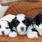 Maltipoo, Shichon, and Shihpoo Puppies from Timbercreek Puppies