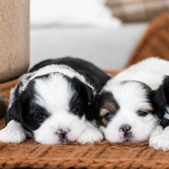 Maltipoo, Shichon, and Shihpoo Puppies from Timbercreek Puppies