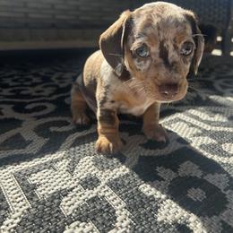 Dachshund Puppies from Dapper Dachshund