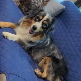 Echo - Miniature American Shepherd