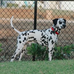 Drake - Dalmatian