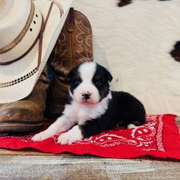 FINNICK - Black tri-color male Australian Shepherd puppy in Durand, Wisconsin from Larson’s Legacy Aussome Aussie Kennels
