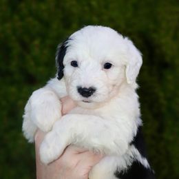 Rango (red collar) - Black and white male Sheepadoodle puppy in Mouth Of Wilson, Virginia from HoneyBunn Doodle Co.