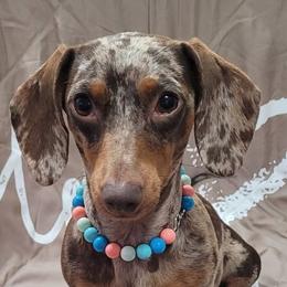 Dachshunds from Amanda Weenick