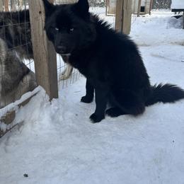 Krue - Siberian Husky