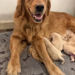 Golden Retriever puppies from Columbia Ridge Goldens
