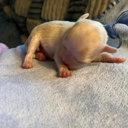 Pearl - Cream female Chihuahua puppy in Red Bluff, California from Aye Chihuahua