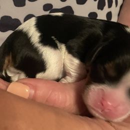 Girl 2 - Cavalier King Charles Spaniel puppy from Mia Loves Kingston Cavaliers