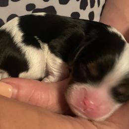 Girl 2 - Cavalier King Charles Spaniel puppy from Mia Loves Kingston Cavaliers