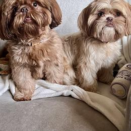 Brandy - Shih Tzu