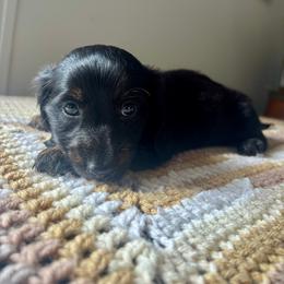 Prince William - Black male Dachshund puppy in Aiken, South Carolina from State Eight Dachshunds