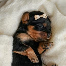 Cavalier King Charles Spaniel Puppies from Sweet Southern Cavaliers