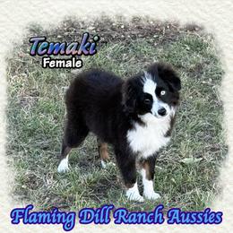 Temaki - Black tri female Toy Australian Shepherd puppy in Forestburg, Texas from Flaming Dill Ranch Aussies