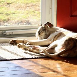 Whippet All Grown Up from Whippets of Westgate