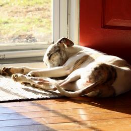 Whippet All Grown Up from Whippets of Westgate