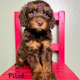 Pilot - Chocolate male Australian Labradoodle puppy in Helena, Montana from Labradoodles of Montana