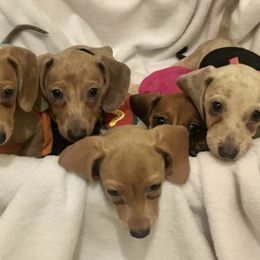 Dachshunds from Dachshund's Castillo Tx