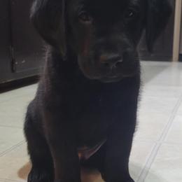 Labrador Retriever Puppies from Mac's Labradors