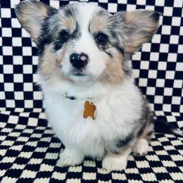 American Corgi and Pembroke Welsh Corgi Puppies from Witch Creek Corgis