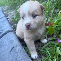 Kleio - Red and white female Pomsky puppy in Ravena, New York from Osiris’s Siberians & Pomskies