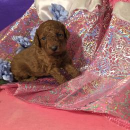 Autumn - Red  female Poodle puppy in Fort Salonga, New York from Blues Performance Poodles