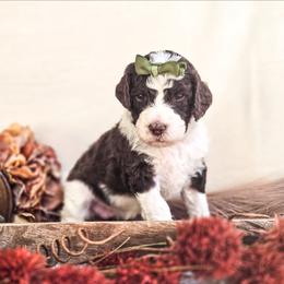 Tawny - Parti female Poodle puppy in Gaylord, Michigan from Dog Mom Co. Poodles