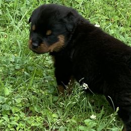 Rottweiler Puppies from Asphodel Rotweilers