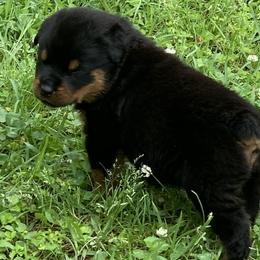 Rottweiler Puppies from Asphodel Rotweilers