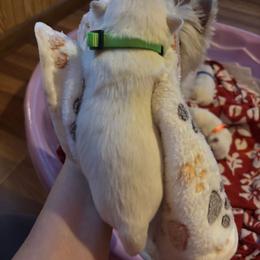 Rikki - White female West Highland White Terrier puppy in Independence, Iowa from EClair's Havanese