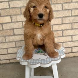 Lemonade - Apricot female Goldendoodle puppy in Montgomery, Texas from Dacus Doodles