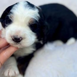 Rex- green collar - Tri-color male Bernedoodle puppy in Colorado Springs, Colorado from Mercy Mountain Bernedoodles