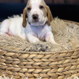 Ginger - Red and white male Basset Hound puppy in Lone Jack, Missouri from Wee Little Bassets