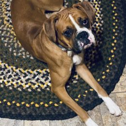 Boxers, Bulldogs, and French Bulldogs from Springwood Farm
