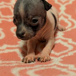 Turkey - White and black female American Hairless Terrier puppy in Phoenix, Arizona from Bare Valley