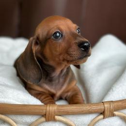 Athos - Red male Dachshund puppy in Crystal, Michigan from Mare-Bella Smoothcoat Edition
