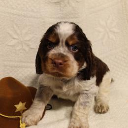 English Springer Spaniel Puppies from Mossy Creek Springers