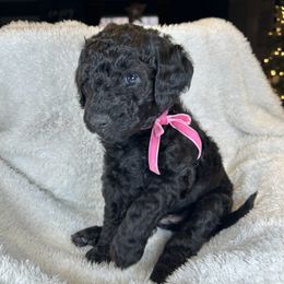 Mary - Black female Bernedoodle puppy in Greenville, South Carolina from Halo BerneDo