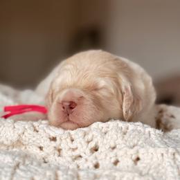 Myrtle - Red female Bernedoodle puppy in Maricopa, Arizona from Desert Ridge Doodles