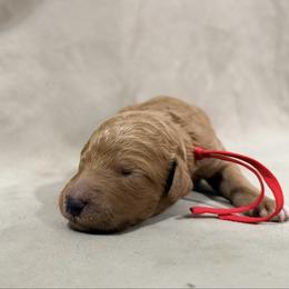 Vitani - Red Band Girl - Apricot female Poodle puppy in Plainfield, New Jersey from Caris Paws Poodles and Labradoodles