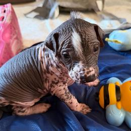 Cannoli - White and black male Xoloitzcuintli puppy in Manitowoc, Wisconsin from Wonderland Kennel