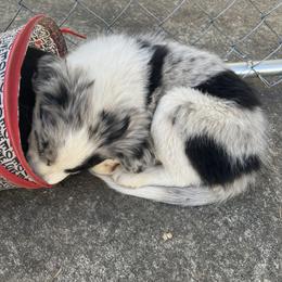 Border Collie Puppies from Roaring River Border Collies