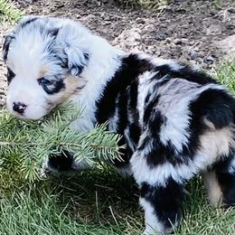Loretta Lyn - Australian Shepherd puppy in Polson, Montana from Whiskey River Aussies