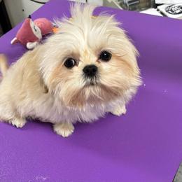 Shih Tzu Puppies from Southern Breeze Shihtzus