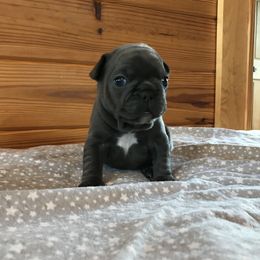 French Bulldog Puppies from Crooked C Ranch