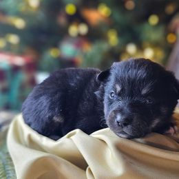 Snow White - Black and white female Companion Cross puppy in Decatur, Illinois from We R Puppies