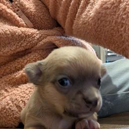 Dusty - Blue fawn male Chihuahua puppy in East Syracuse, New York from Blissful’s Chihuahuas