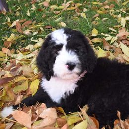 Shout - Black and white Bernedoodle puppy in Fargo, North Dakota from Belly Rubs