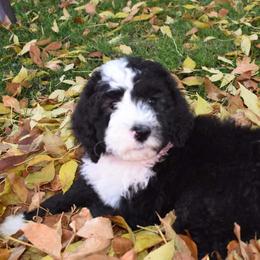 Shout - Black and white Bernedoodle puppy in Fargo, North Dakota from Belly Rubs