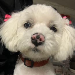 Cutie Pie - Morkie