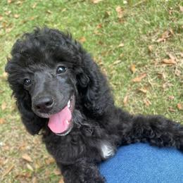 Lacy - Parti female Poodle puppy in Florence County, South Carolina from Modern Family Standards